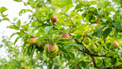 Äpplen på gren. 