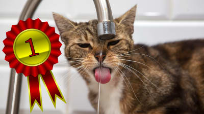 En katt som dricker vatten ur en kran. Ser lite arg och uttråkad ut. 