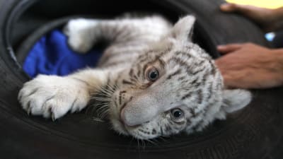 Unge av bengalisk tiger på djurgård i Peru