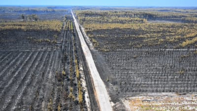En bild tagen från luften där det syns nerbränd skog så långt ögat kan se.