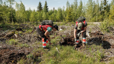 Två unga män i svartröda overaller står hukade över ett uppgrävt skogsparti. 