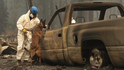 En kadaverhund - en schäfer - står på bakbenen vid en utbränd bil. Uppdraget är att nosa efter döda mänskor efter skogsbranden i Kalifornien.