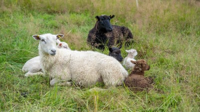 Får med nyfödda lamm
