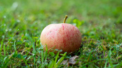 Ett äpple på marken.
