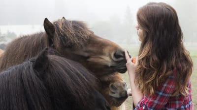 Sabina ger morötter till sina tre hästar. 