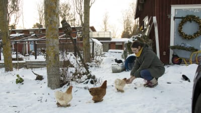 En kvinna böjer sig ner och matar tre hönor som kommer gående mot henne. Det är vinter och snö på marken. 