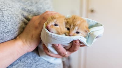 två orangea kattungar inlidade i en duk i händerna på en människa