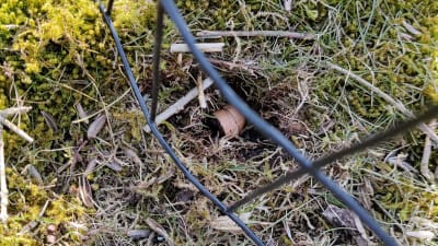 Korvbitar i en grop i marken, kan vara förgiftade.