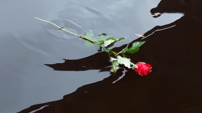 En ros flyter på vattnet.