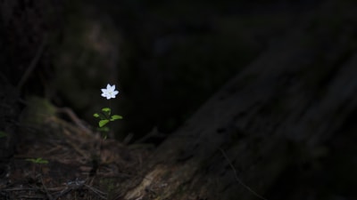 En liten vit blomma i en mörk skog.