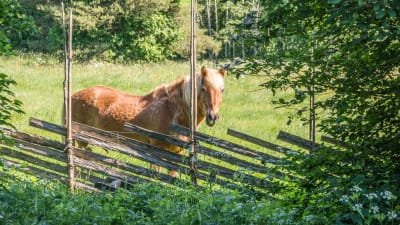 Finsk häst i hage