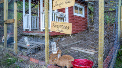Kaninerna på Lönneberga husdjursgård i Sjundeå.