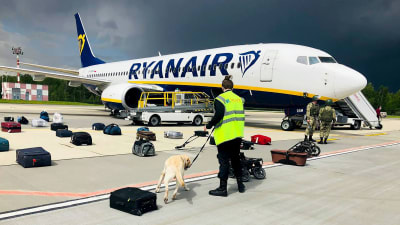 Ryanairs plan, kappsäckar på marken utanför planet på marken och en hund som luktar på dem.