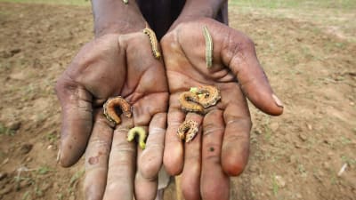 En jorrdbrukare i Zimbabwe visar upp maskar som bybor tvingas äta på grund av bristen på annan mat