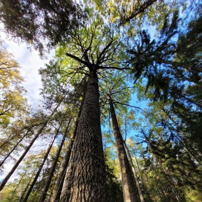 Kuva alhaalta ylöspäin puiden latvoja kohti Espoon Liselottin luonnonsuojelualueella.
