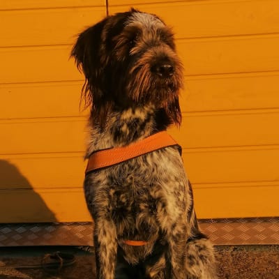 En hund mot en orange husvägg.