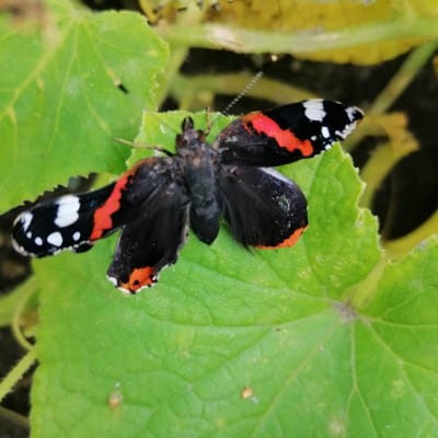 orange och svart fjäril
