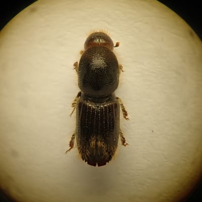 Tummanruskea hyönteinen on kuvattu hyvin läheltä.
