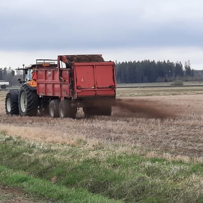 Traktori levittää kuivalantaa pellolle Marttilassa.