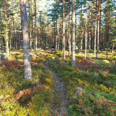 En stig löper igenom en skog.