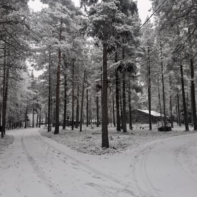 Lapin metsämuseon ulkoaluetta marraskuussa 2022.