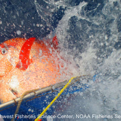 En varmblodig glansfisk släpps tillbaka försedd med utrustning som ger forskarna information om vattendjup och -temperatur samt fiskens kroppstemperatur.