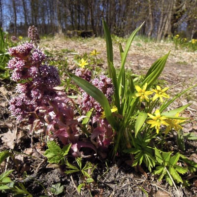 Vårblommor vid Vanda å den 5 maj 2017.