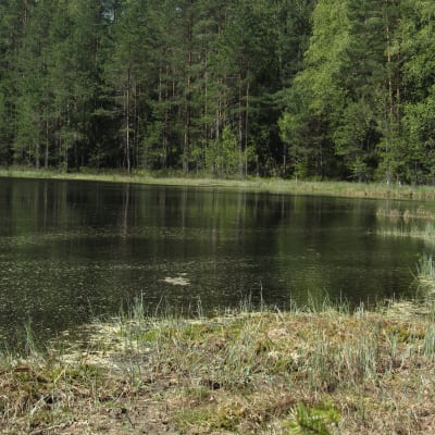 Strand till liten sjö med träd i bakgrunden. 