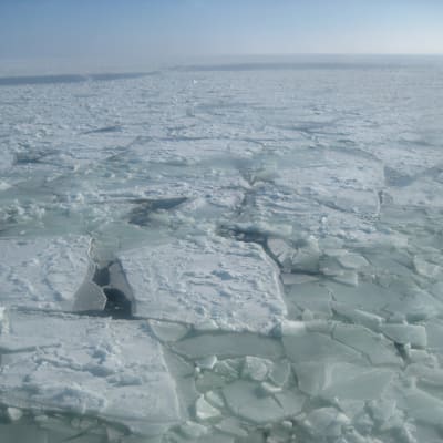 Tätt med isflak på hav. I horisonten skymtar öppet vatten.