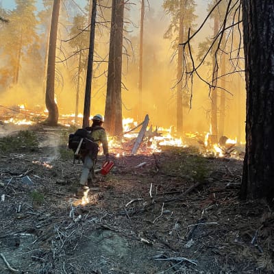 Metsäpalo Yosemiten kansallispuoistossa.