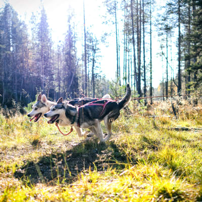 Två huskyn tränar i en höstig skog. Hundarna drar en cyklande person. 