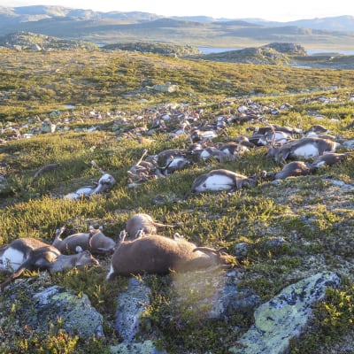 Över 300 vildrenar har hittats döda på Hardangevidda i Norge.