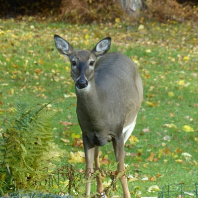 En hjort på en gräsmatta, gula höstlöv. tittar rakt in i kameran samtidigt som den tuggar på något.