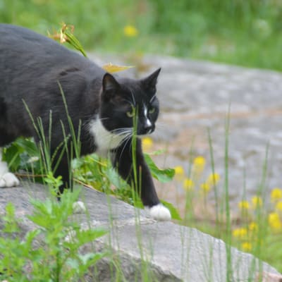 Katt i Villa Lilius trädgård i Hangö.