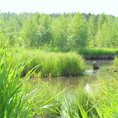 Vatten där våtmarken kommer att byggas i Snappertuna.