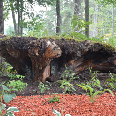 Finlands första stubbträdgård på Arboretum Magnolia vid Lojo sjö.