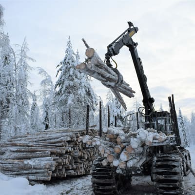 Metsätyökone siirtää puita koneesta puupinoon