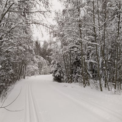 Latu Kuopion Saaristokaupungissa lumisten puiden keskellä