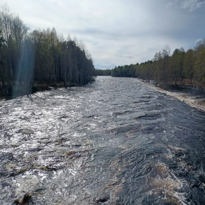 Pajakkakosken kevät tulvaa keväällä 2023.