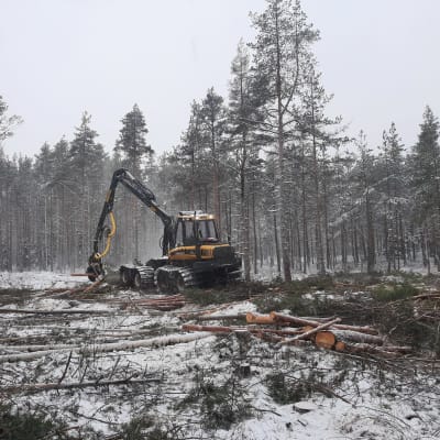 Stora Enson hakkuukone poistaa ennallistettavalta suolta puustoa.