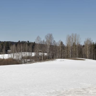 Kumpuilevalla pellolla on lunta ja pälviä. Pellon reunassa kasvaa puita.