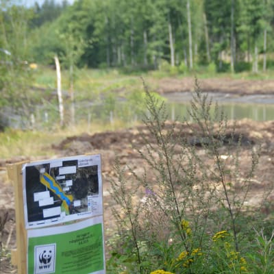 En blivande våtmark. Vattenfylld åkermark. En skylt med Världsnaturfondens logo, den svart-vita pandan, syns i förgrunden.