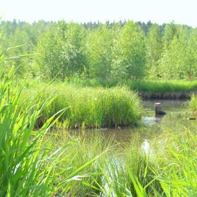Vatten där våtmarken kommer att byggas i Snappertuna.