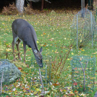 En hjort äter gräs och löv på en gräsmatta. Framför har den buskar ingärdade av nät.