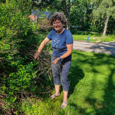 En kvinna står och rensar döda kvistar i en buske.