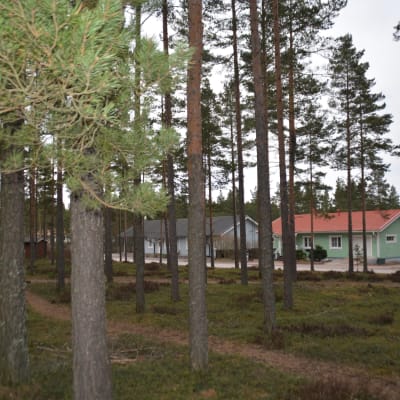 Hus bakom träd