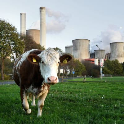 En ko på bete vid kolkraftverket i Berheim, Tyskland. Kolkraftverken hör till de största klimatbovarna i EU med stora utsläpp av koldioxid som bidrar till den globala uppvärmningen.