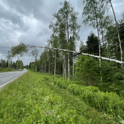Karttulantiellä Kuopion Rytkyllä sähkölinjalle kaatunut puu.