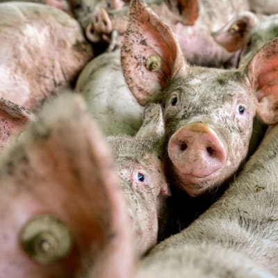 En gris i en farm tittar mot kameran bland andra grisar, tätt packade.