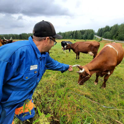 Maanviljelijä pellon reunalla ojentaa kättään laiduntavia lehmiä kohti.